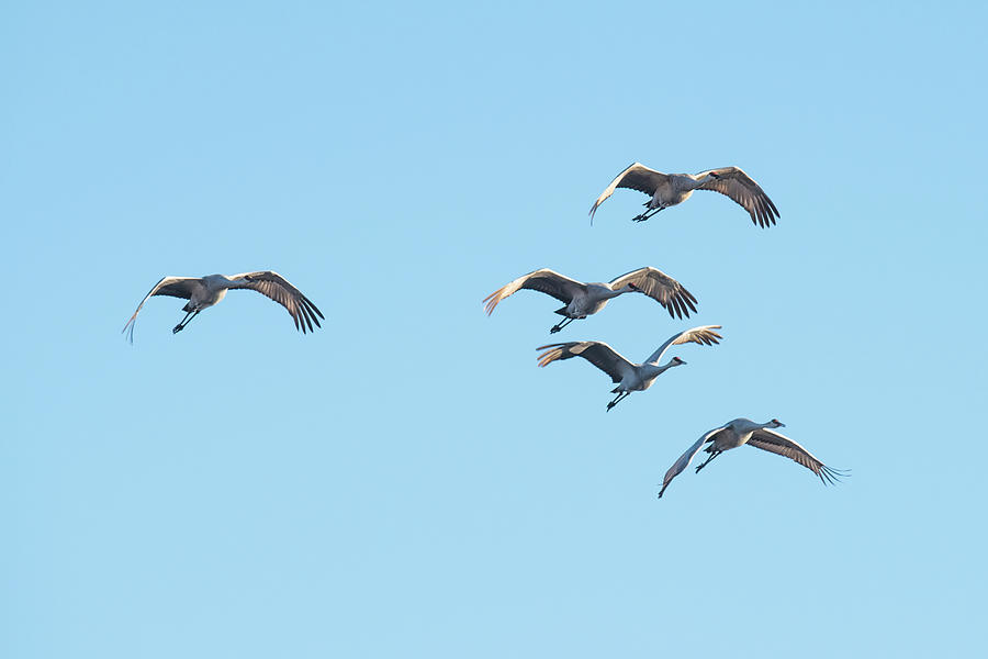 A Herd Of Sand Hill Cranes Photograph