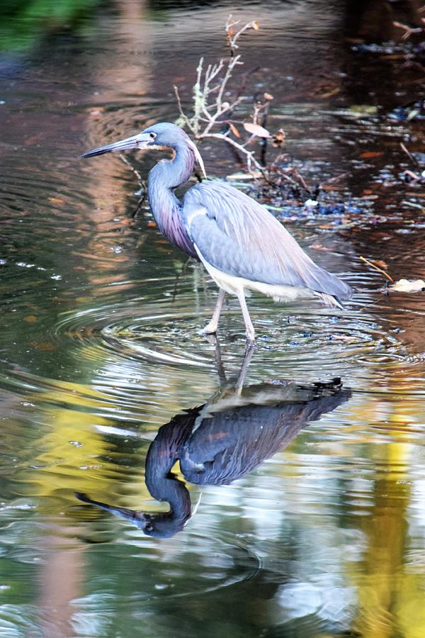 A Heron Reflects Photograph by Mary Ann Artz