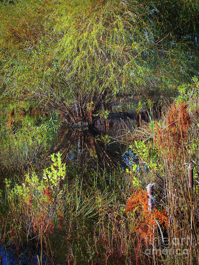 A Hide In The Swamp Photograph by Skip Willits