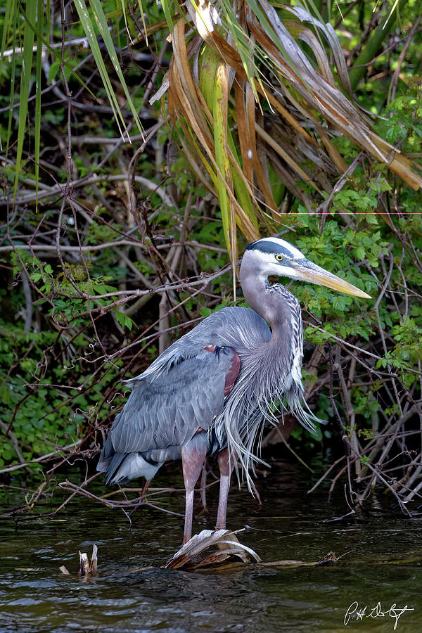 A Hilton Head Island Great Blue Heron Photograph by Phill Doherty ...