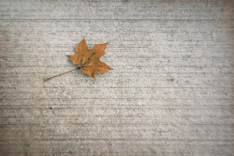Leaf Photograph - A Hint of Autumn by Scott Norris