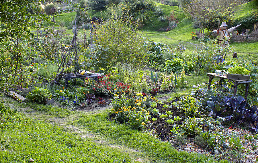 A Hobbit  vegetable garden Photograph by Venetia Featherstone-Witty