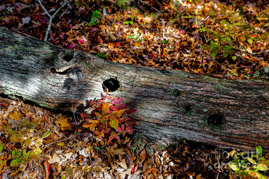 A Hole In A Log Photograph by Paul Mashburn