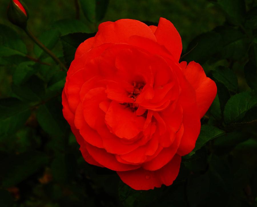 A Holiday Rose Photograph by Jan Gelders