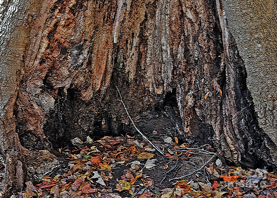 A Hollow Trunk Photograph by Lydia Holly