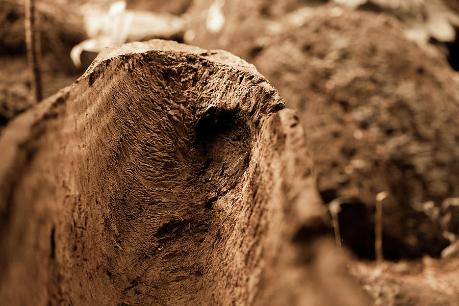 A hollowed out log Photograph by Jason Hughes