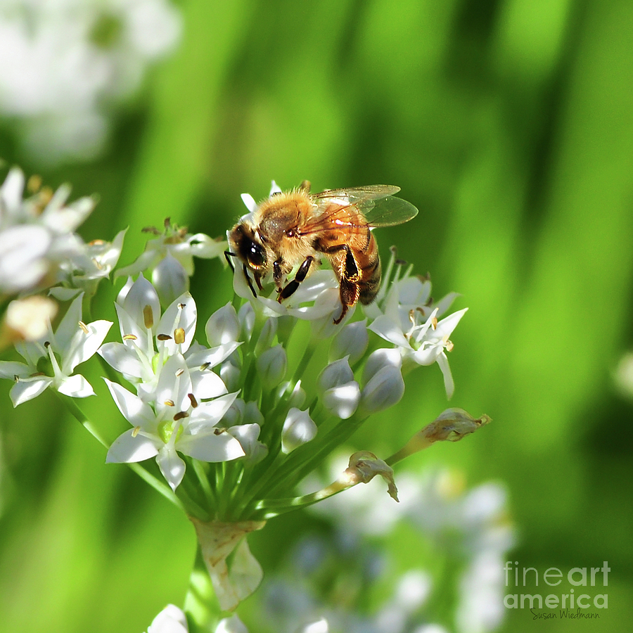 Insects Photograph - A Honey Bee at Work in an Herb Garden by Susan Wiedmann