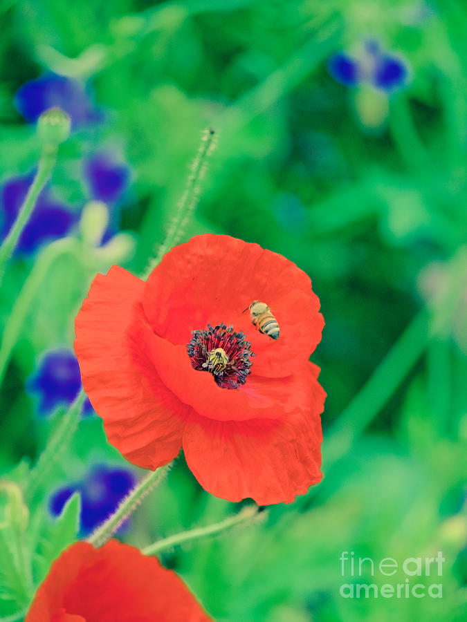 A Honeybee and a Poppy Photograph by Rachel Morrison