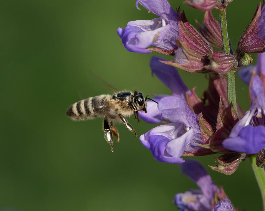 A Honeybee In Flight Approaching The Blossoms Of Common Sage Photograph