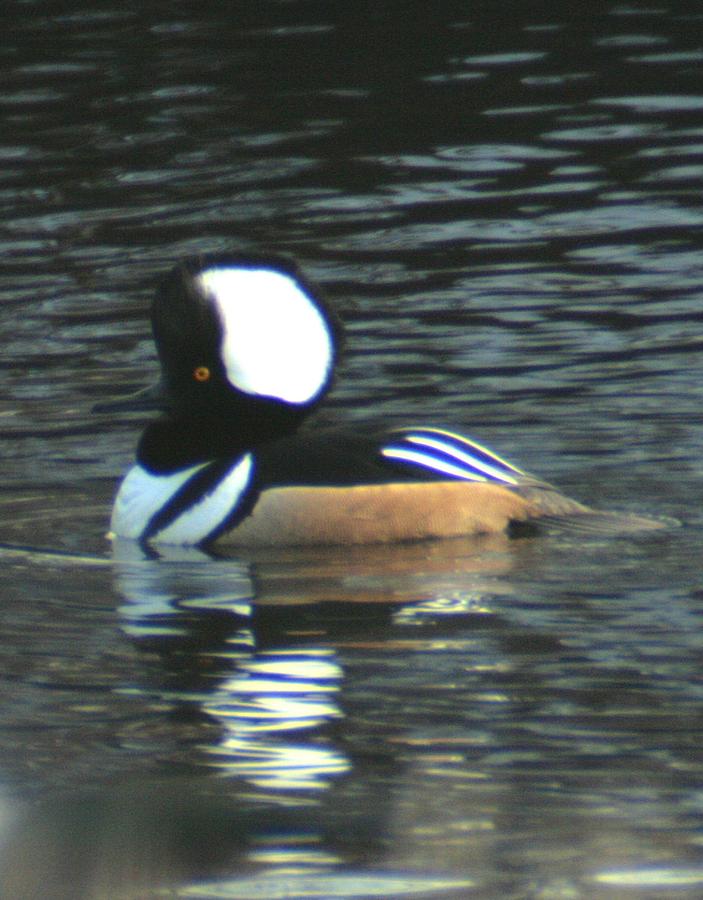 A Hooded Merganser  Photograph by Christopher J Kirby
