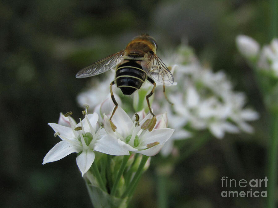 A hopping Bee Photograph by Kim Tran