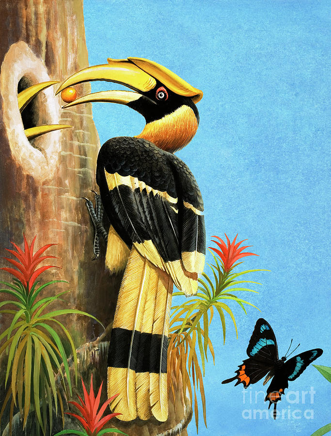 Hornbill Painting - A Hornbill by RB Davis