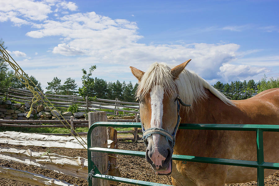 A Horse, A Horse Photograph by Nicola Nobile