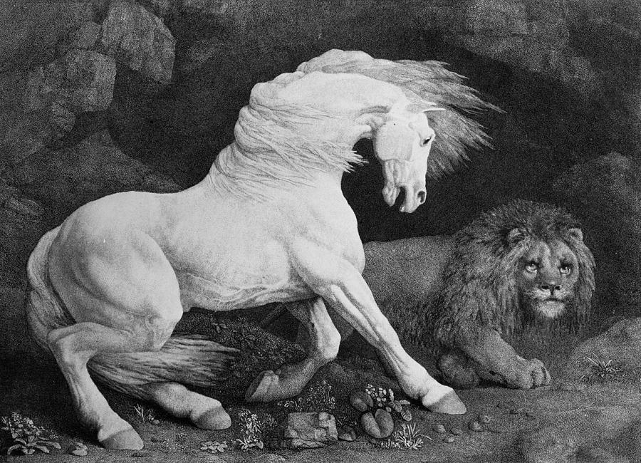 George Stubbs Drawing - A Horse Affrighted by a Lion by George Stubbs