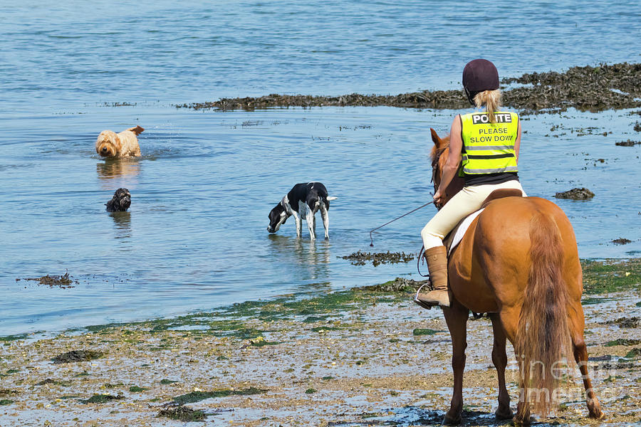 A Horse and Three Dogs at Weir Beach Photograph by Terri Waters