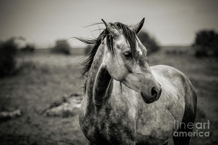 A horse in profile in black and white Photograph by Dimitar Hristov