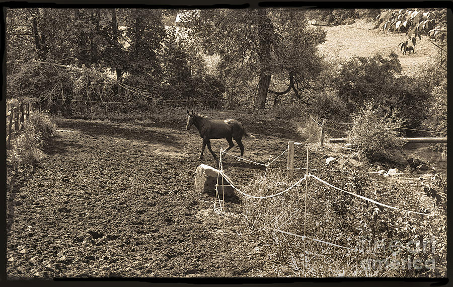 A Horse In The Field Photograph by Madeline Ellis