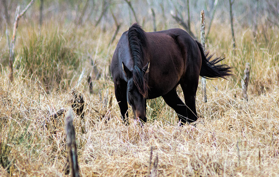 A Beautiful Wild Horse In Paynes Prairie Preserve State Park, Florida Photograph by Felix Lai
