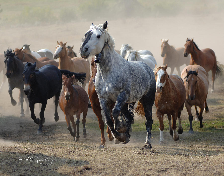 A Horse Of A Different Color Photograph by Keith Lovejoy