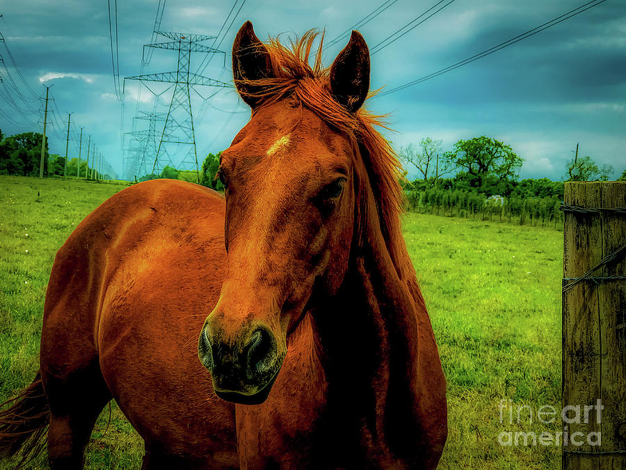 Animal Photograph - A Horse, of Course. by JB Thomas