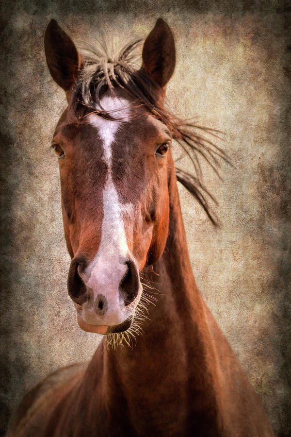A Horse of Course Photograph by Linda Tiepelman