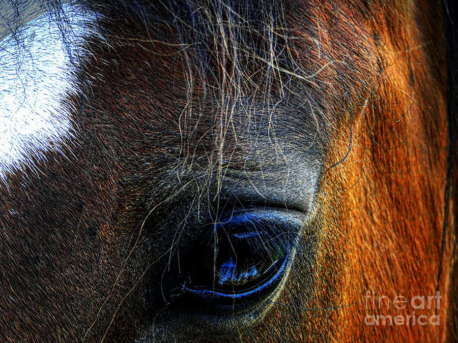 A Horses .... Photograph by Al Bourassa