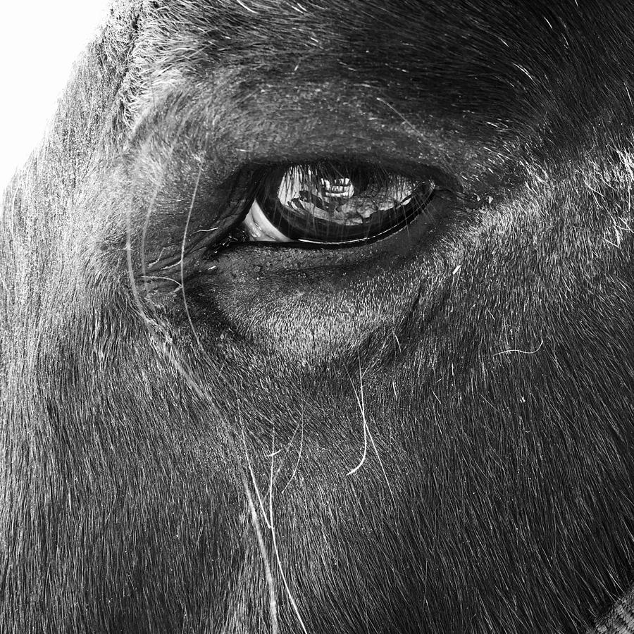 A Horses Stare Photograph by Glen McGraw Pixels