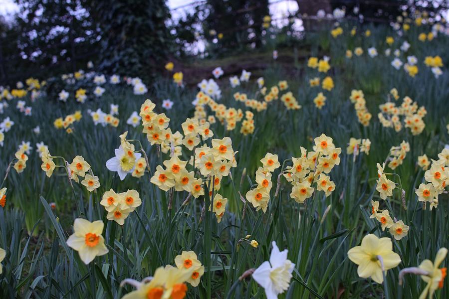 Shell Photograph - A host of Golden Daffodils by James Fitzpatrick