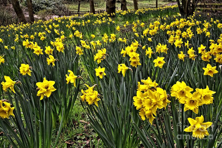 A Host of Golden Daffodils Photograph by Martyn Arnold