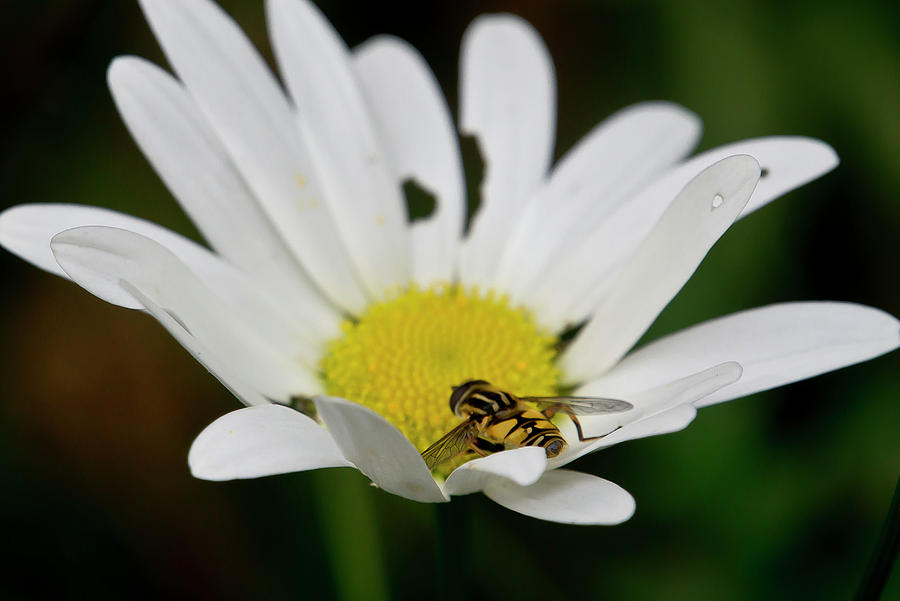 A Hoverfly and a Daisy Photograph by Elena Perelman