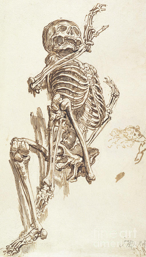 A Human Skeleton Drawing by James Ward Fine Art America