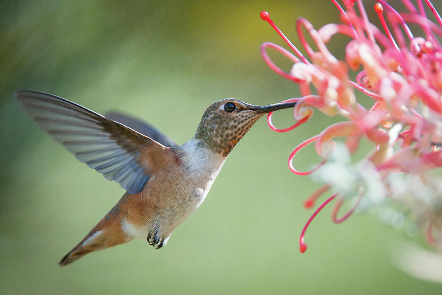 A Hummingbird  Photograph by Catherine Lau