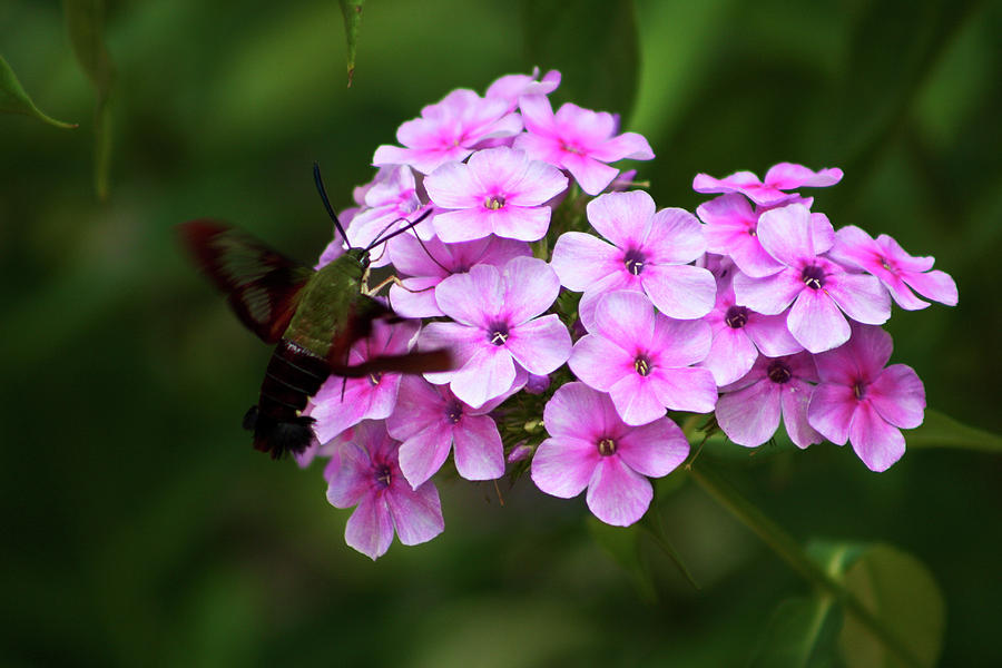 A Hummingbird Moth with Phlox Flowers Photograph by Selena Lorraine