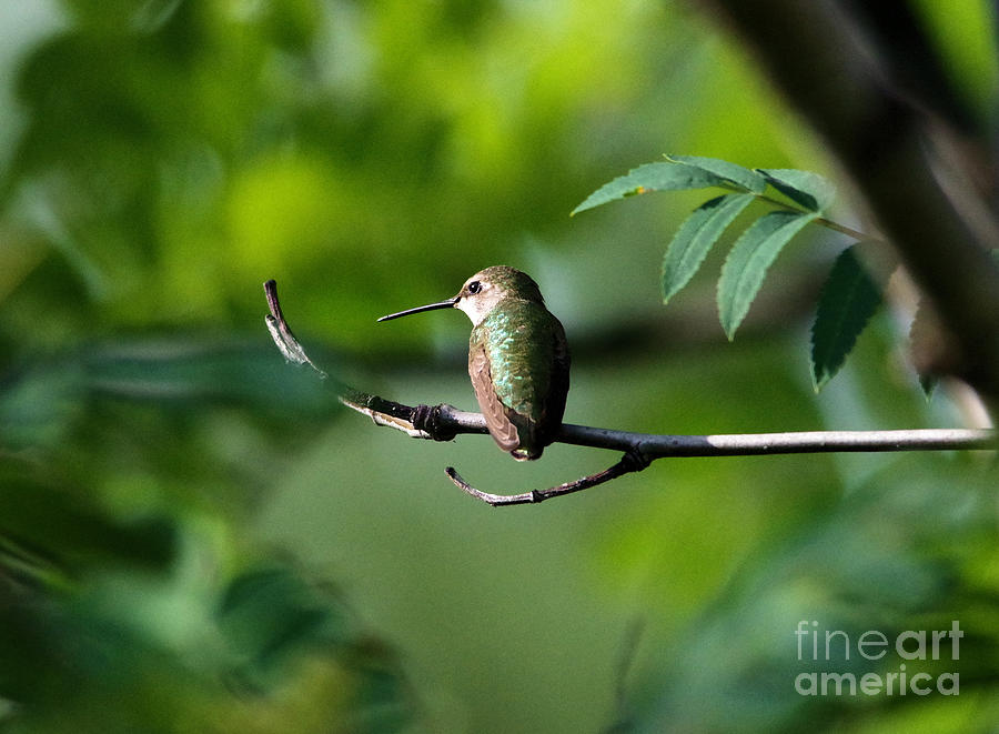 A Hummingbird Rests Photograph