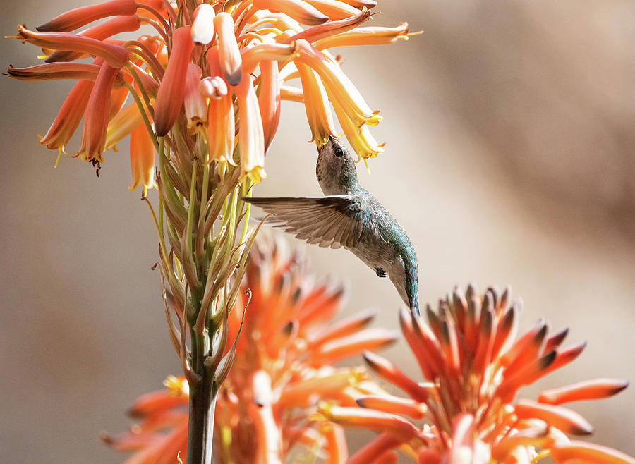 A Hummingbird Spring  Photograph by Saija Lehtonen