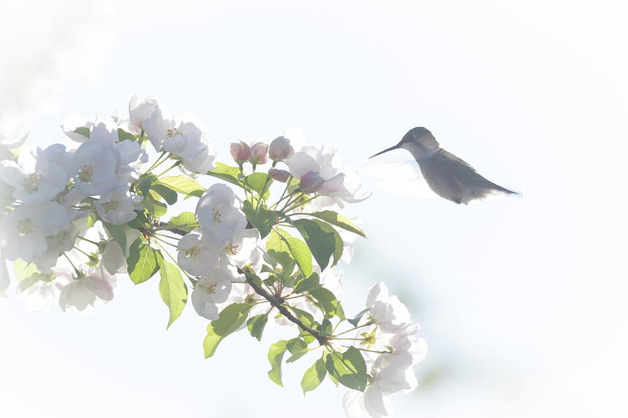 A Hummingbirds Dream Photograph by Penny Meyers