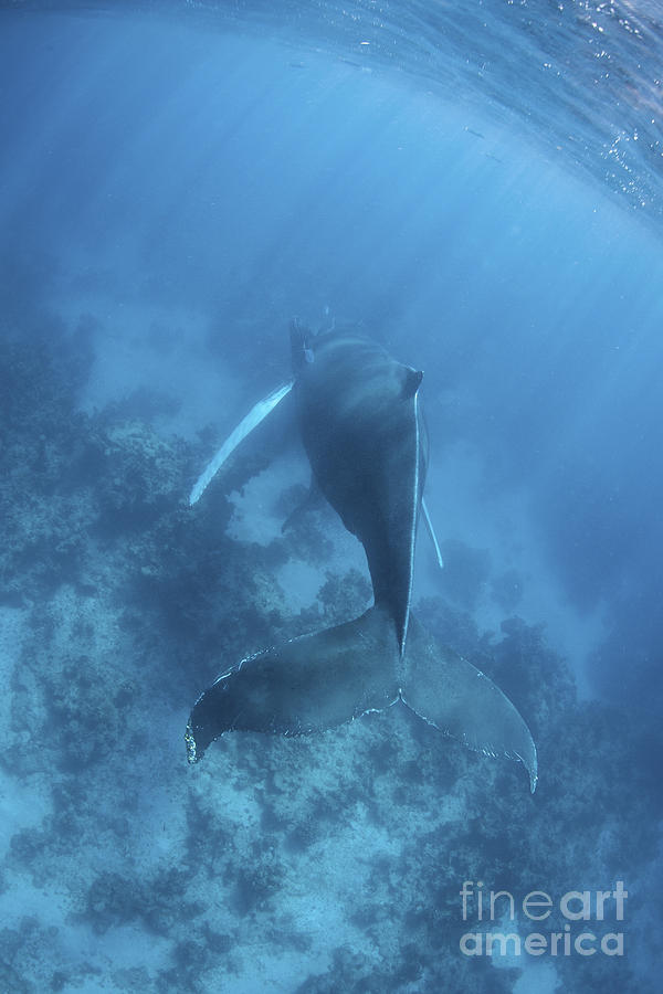 A Humpback Whale In The Caribbean Sea Photograph