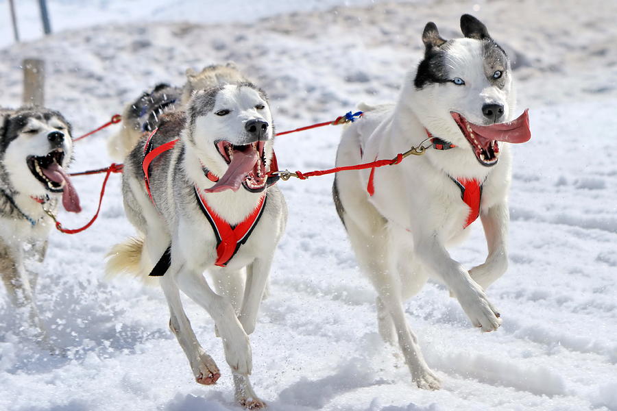 A husky sled dog team at work Photograph by Elenarts - Elena Duvernay photo