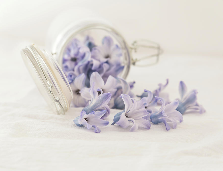A Jar of Purple Sweetness Photograph by Kim Hojnacki