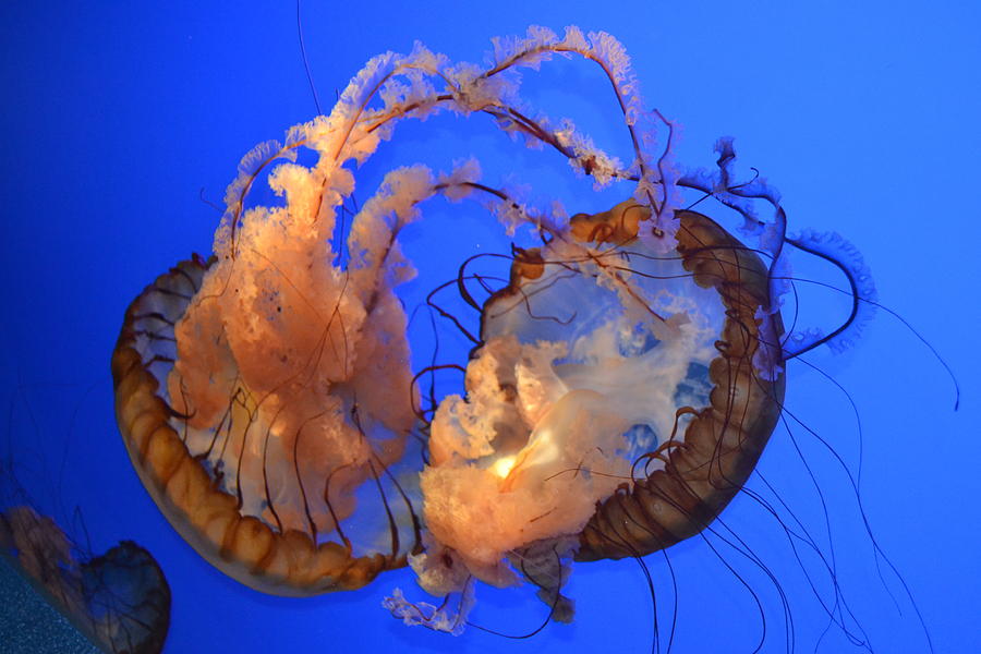A Jellyfish Fight Photograph by Eileen Brymer