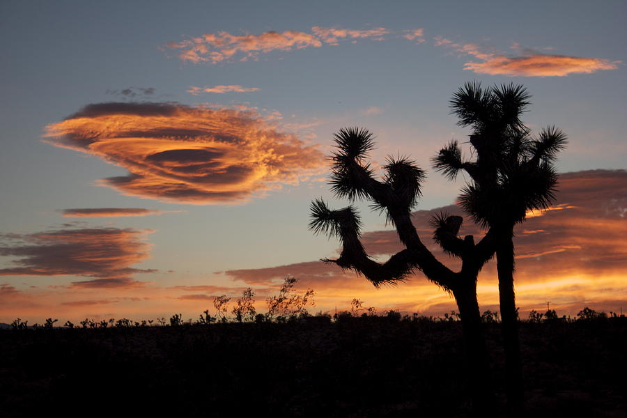 A Pair Of Joshua Tree And Lenticular Clouds I Photograph
