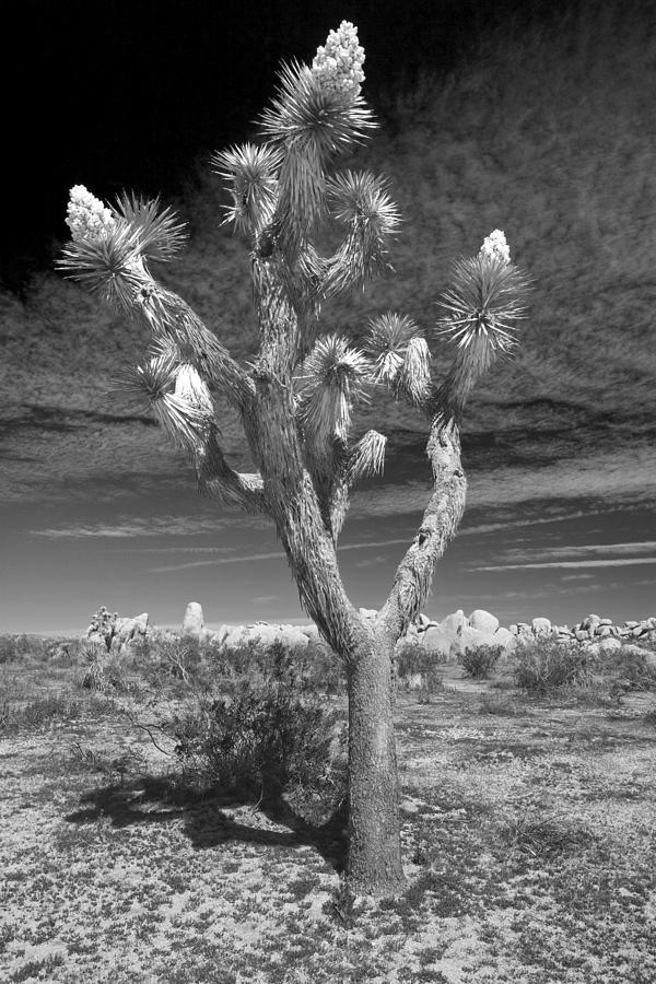 A Joshua Tree in Joshua Tree National Park Photograph by Randall Nyhof