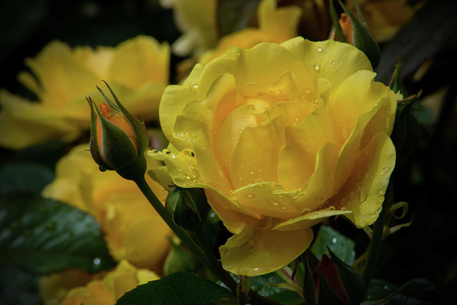 A Joyful Blossom Photograph by Tikvahs Hope