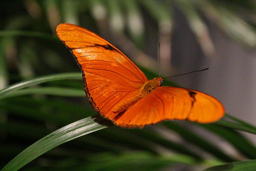 A Julia Butterfly I Photograph by Michiale Schneider