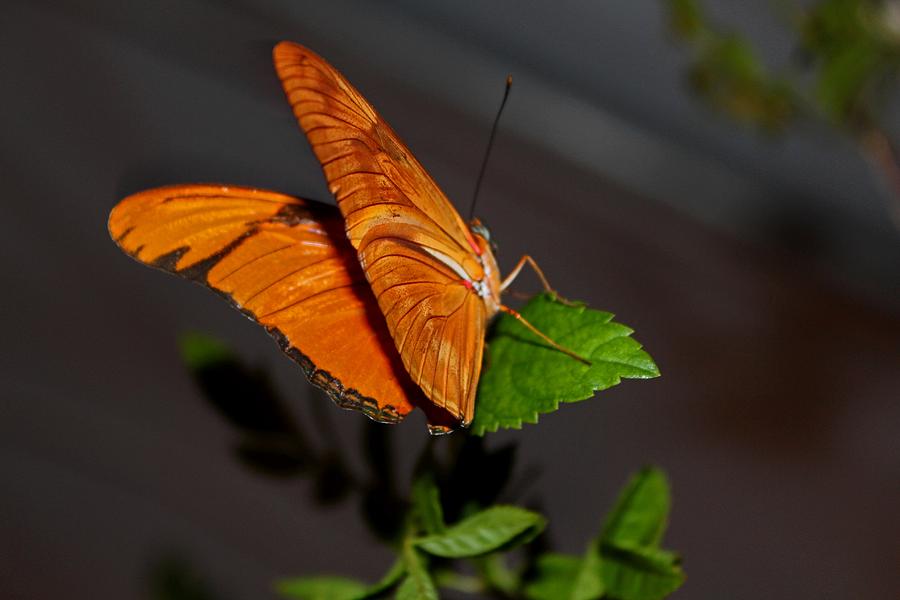 A Julia Butterfly II Photograph by Michiale Schneider