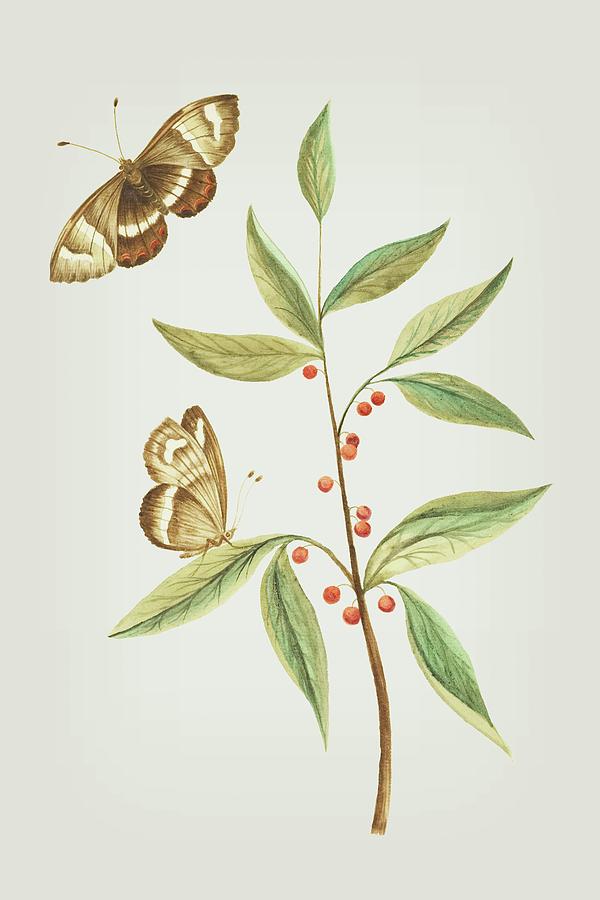 A Kanalla Branch With A Butterfly by Cornelis Markee 1763 Mixed Media by Movie Poster Prints