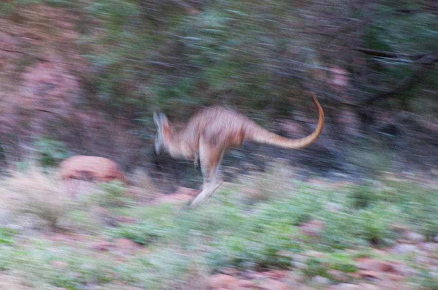 Australia Photograph - A Kangaroo Escaping In The Bush by Davide Devecchi Australia Photograph - A Kangaroo Escaping In The Bush by Davide Devecchi