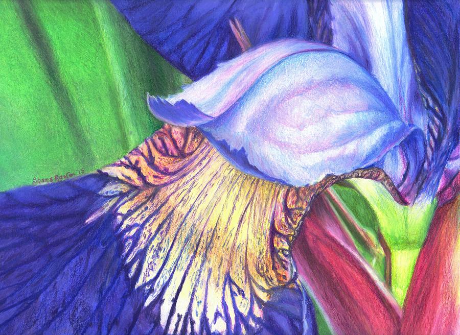 A Kiss from Iris Drawing by Shana Rowe Jackson