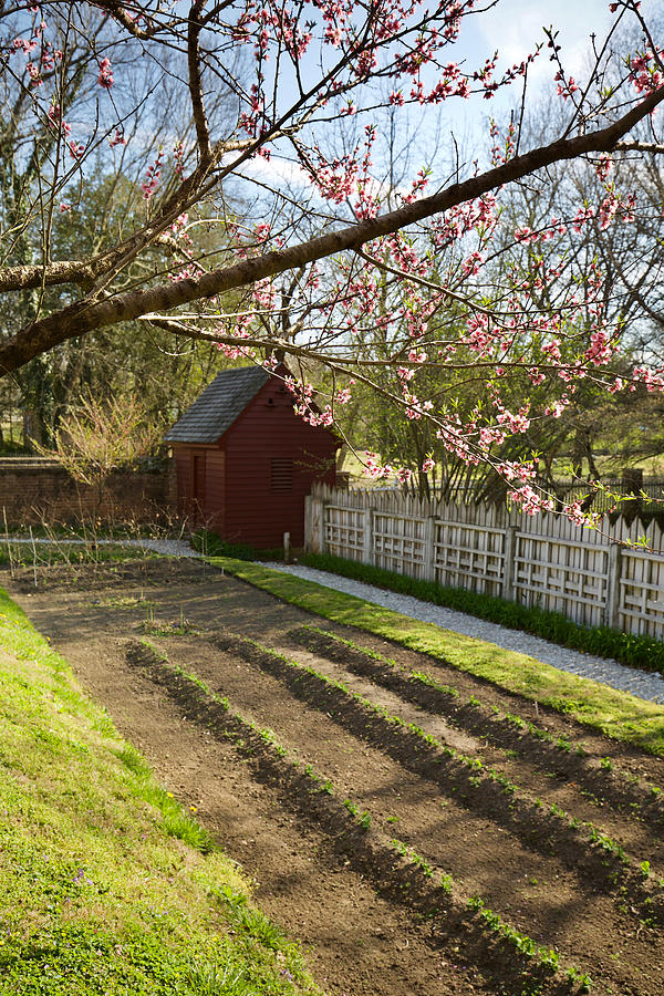 A Kitchen Garden in Spring Photograph by Rachel Morrison