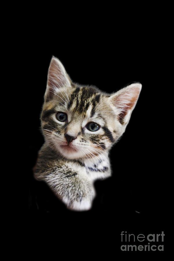 Cat Photograph - A Kittens Helping Hand on a transparent background by Terri Waters